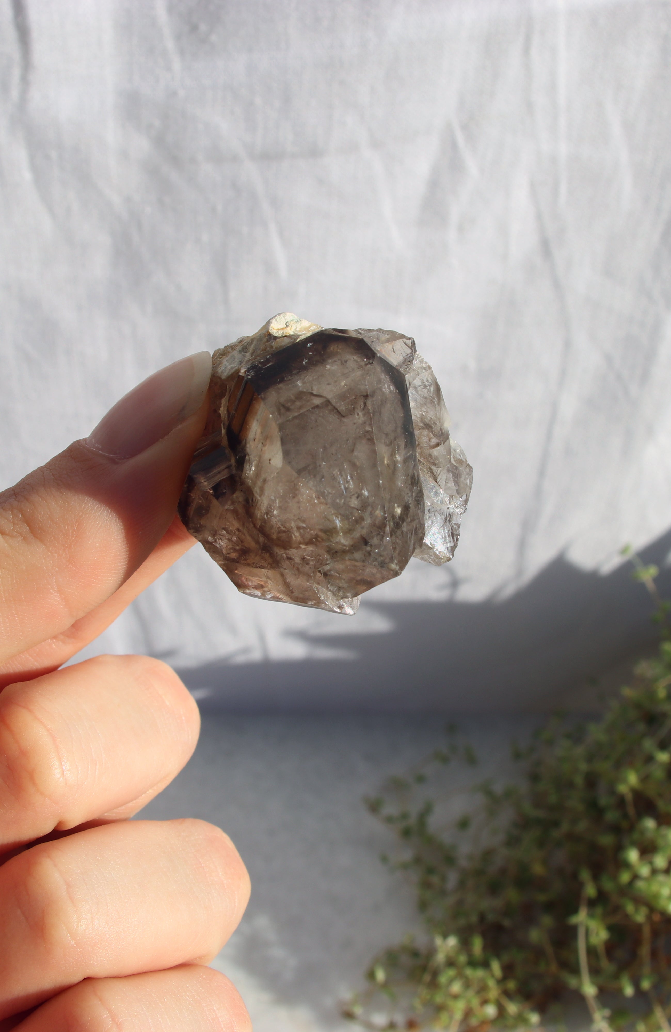 Morello Smoky Cluster